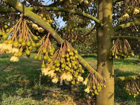 Sản phẩm Việt Pháp