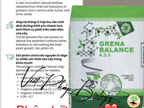 Hoạt động của Việt Pháp