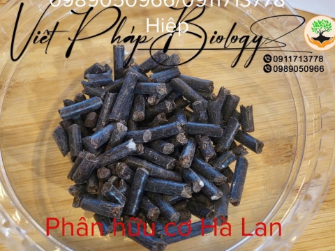 Hoạt động của Việt Pháp