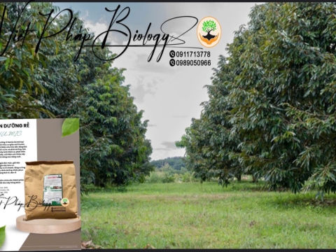 Hoạt động của Việt Pháp