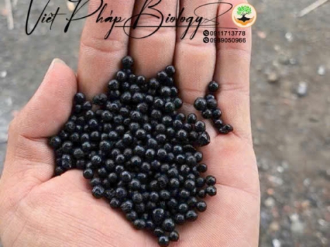 Hoạt động của Việt Pháp