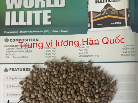 Hoạt động của Việt Pháp