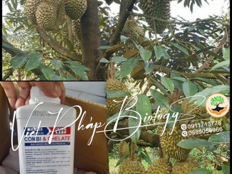 Hoạt động của Việt Pháp - 20/12 