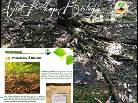 Hoạt động của Việt Pháp - 20/12 