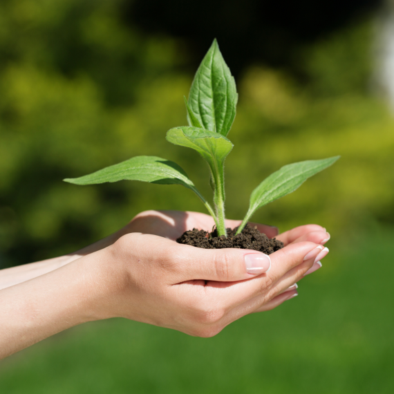 KHẢO NGHIỆM PHÂN BÓN 